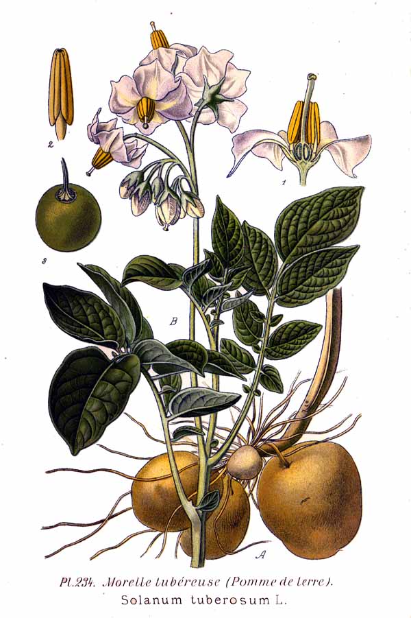 Pomme de terre (Solanum tuberosum) — photo botanique