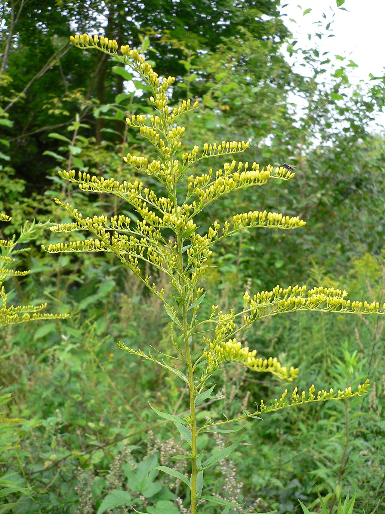 Verge d'or (Solidago) — photo botanique