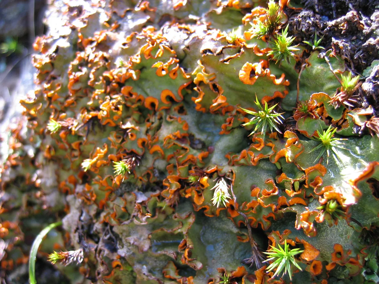 Solorina crocea (Solorina crocea) — photo mycologique