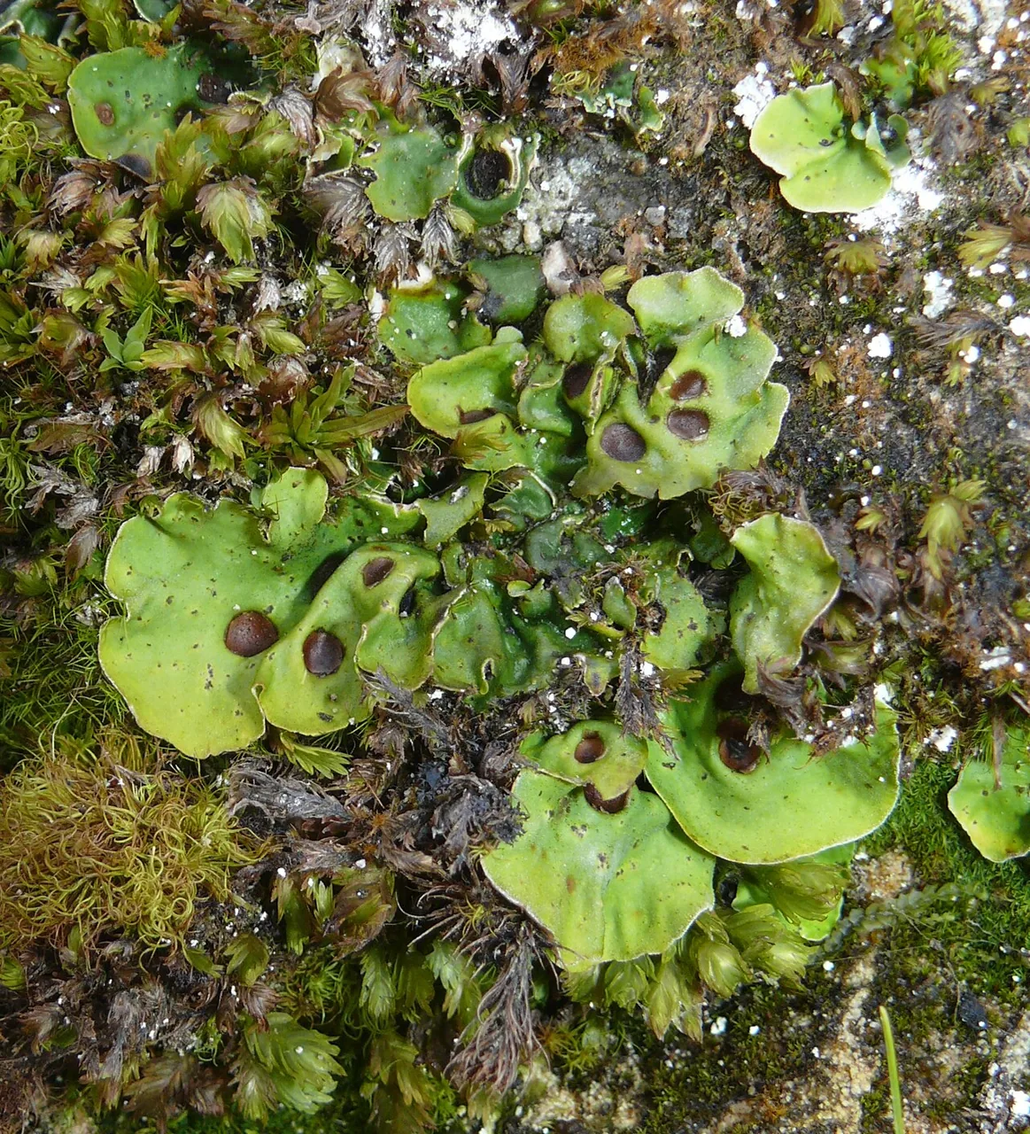 Solorina plathycarpa (Solorina plathycarpa) — photo mycologique
