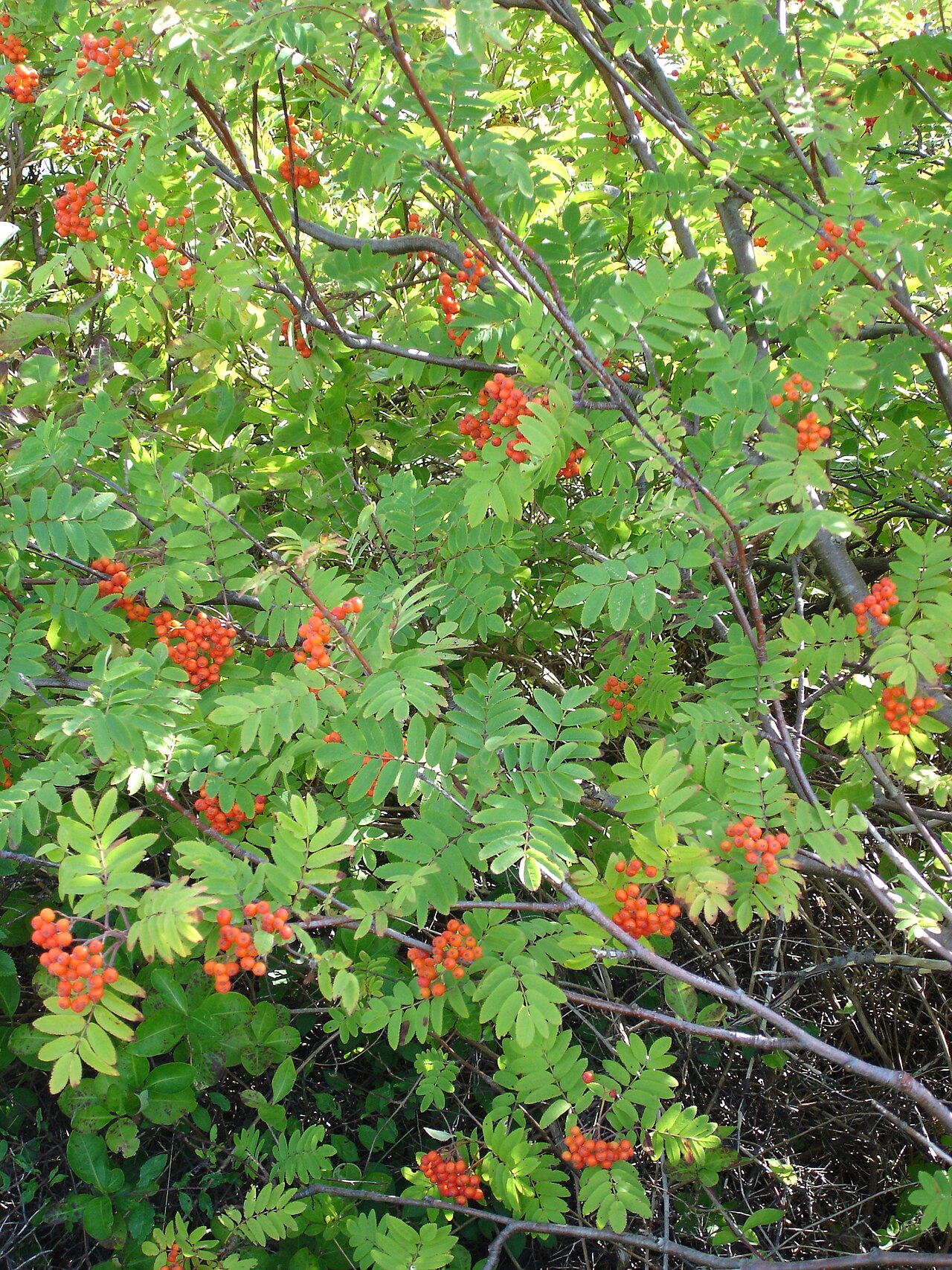 Sorbier (Sorbus) — photo botanique