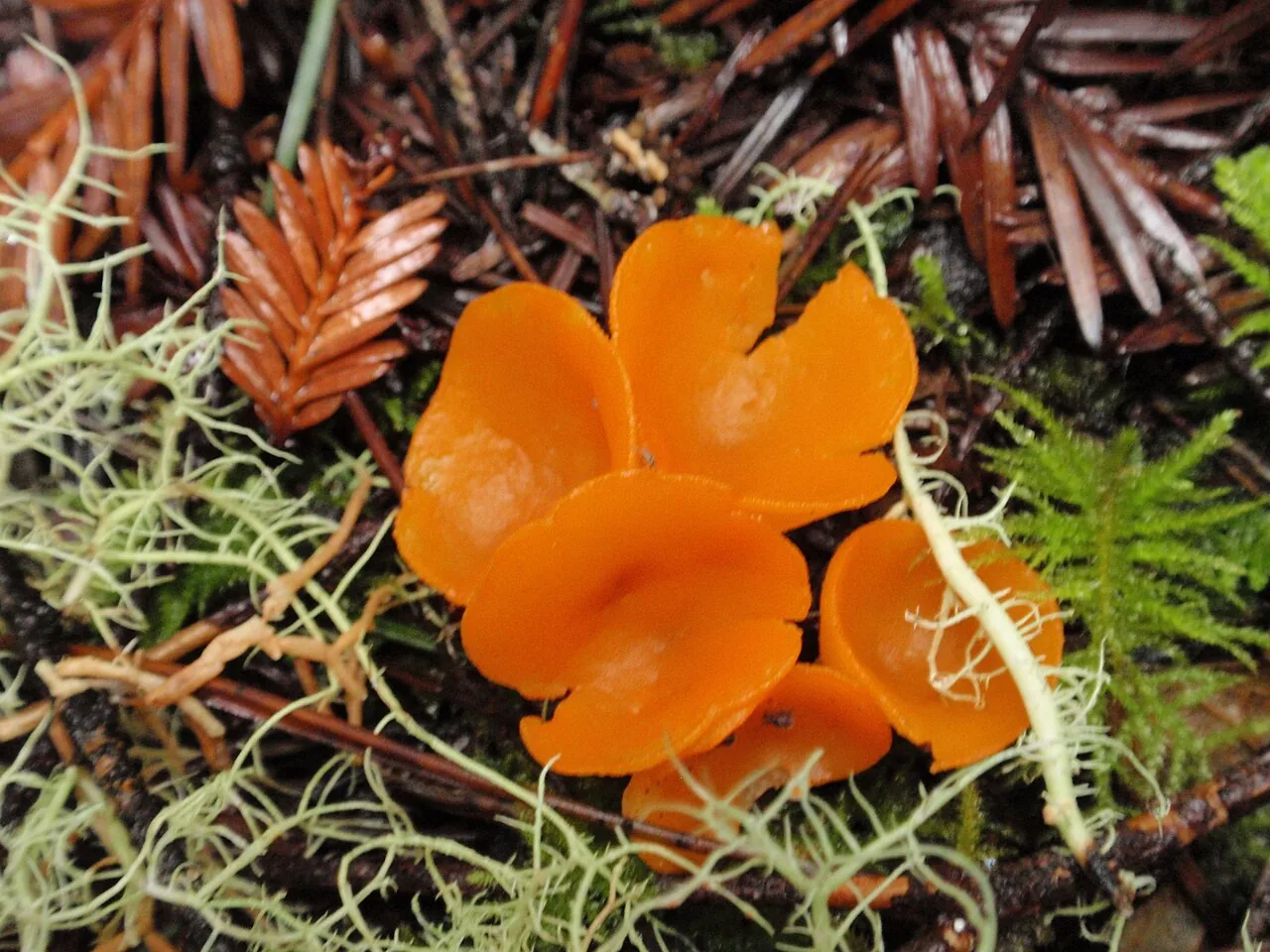 Sowerbyella brevispora (Sowerbyella brevispora) — photo mycologique