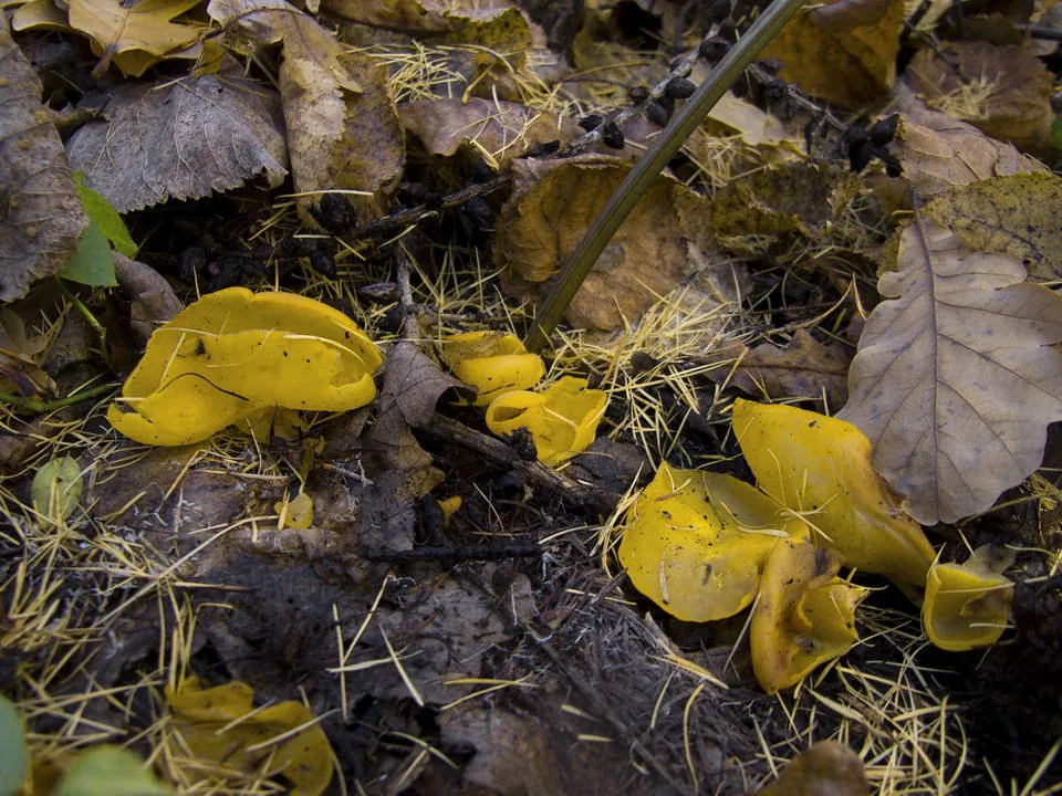 Sowerbyella imperialis (Sowerbyella imperialis) — photo mycologique