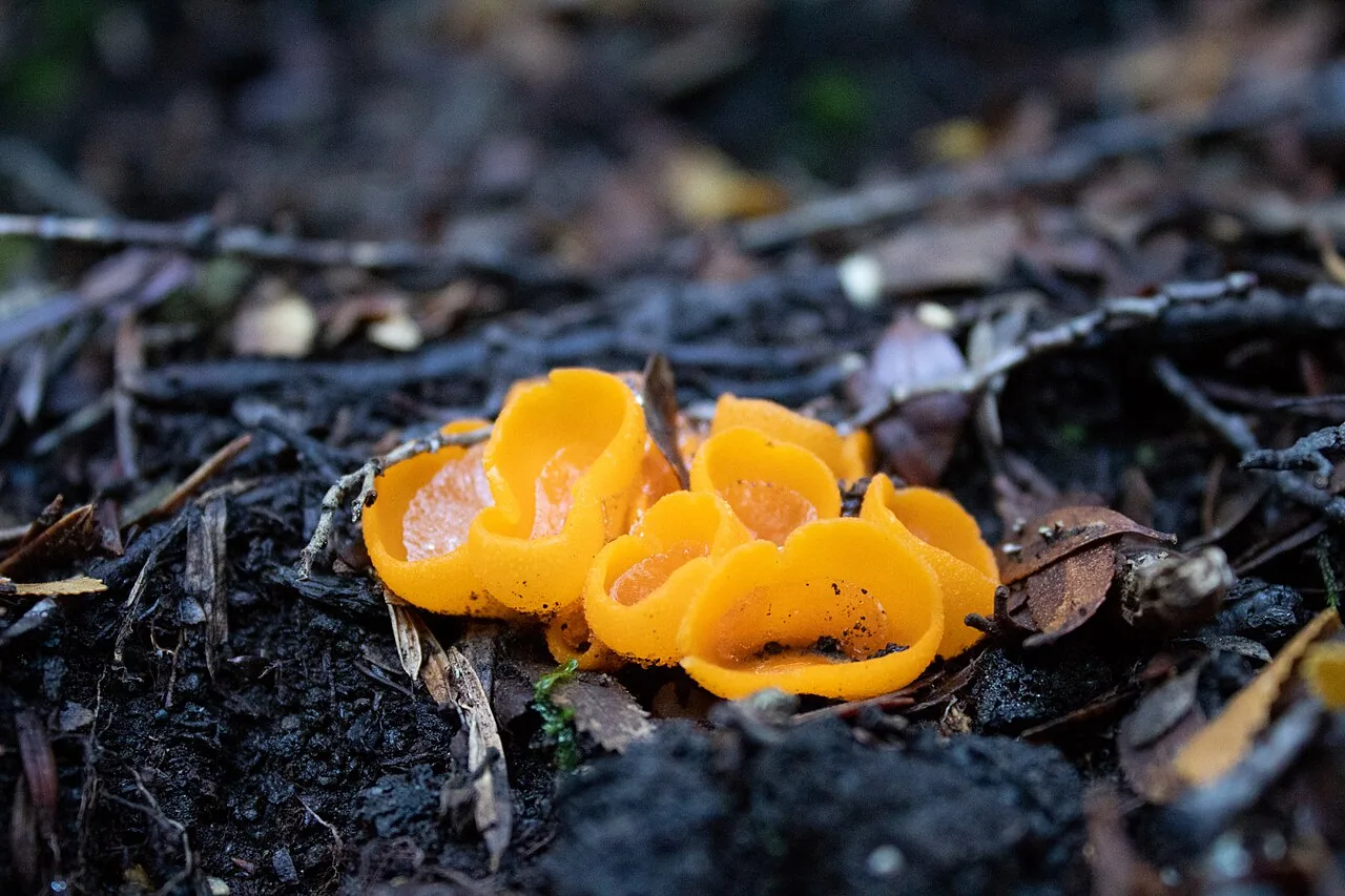 Sowerbyella rhenana (Sowerbyella rhenana) — photo mycologique