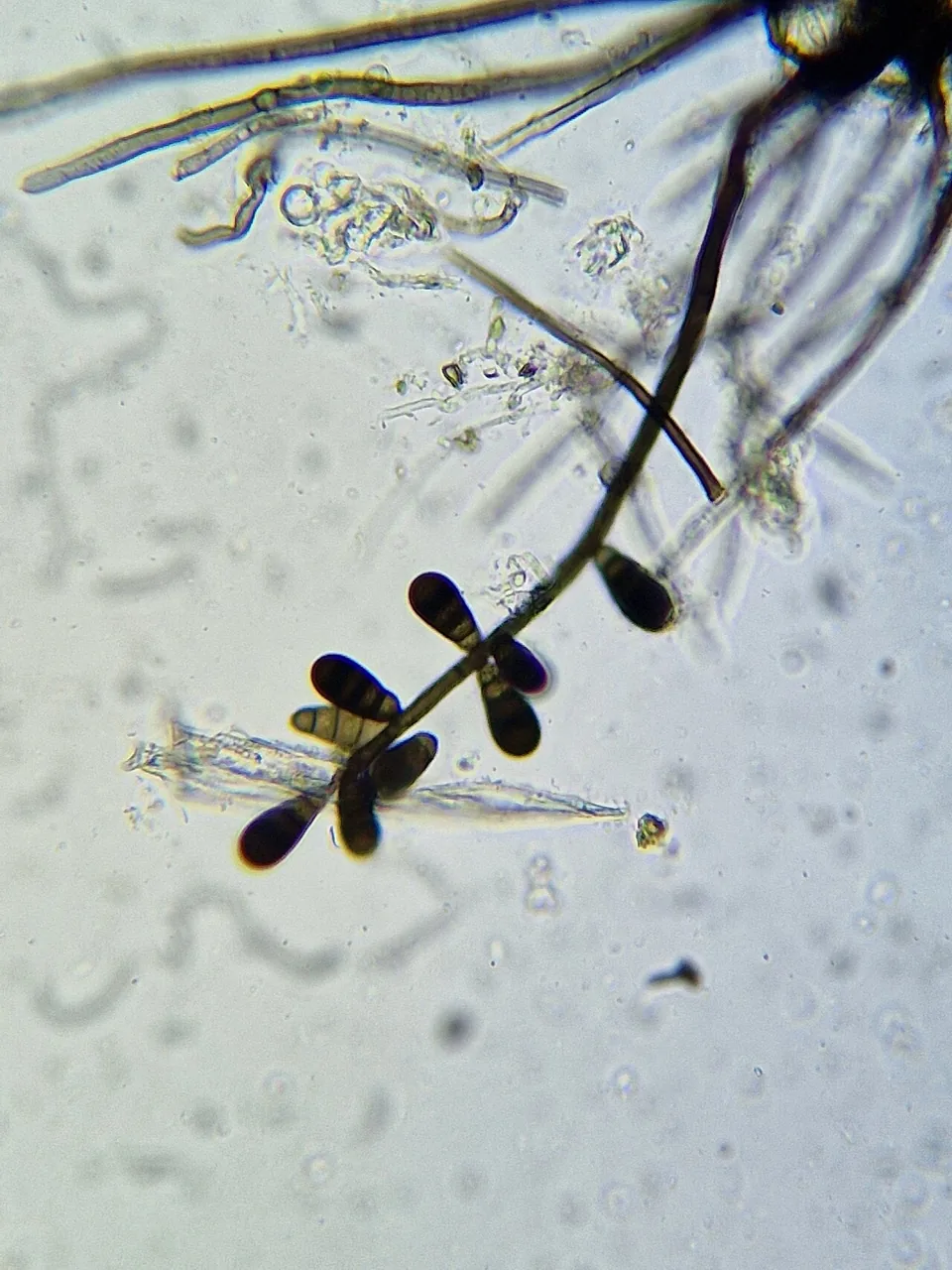 Spadicoides obovata (Spadicoides obovata) — photo mycologique