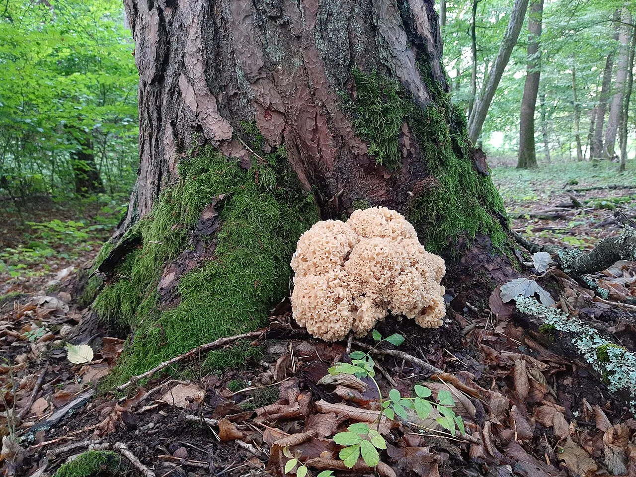 Sparassis crispa (Sparassis crispa) — photo mycologique