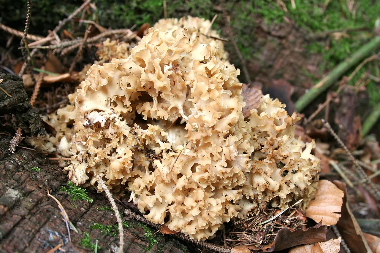 Sparassis laminosa (Sparassis laminosa) — photo mycologique