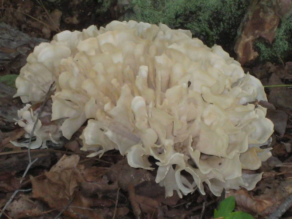 Sparassis spathulata (Sparassis spathulata) — photo mycologique