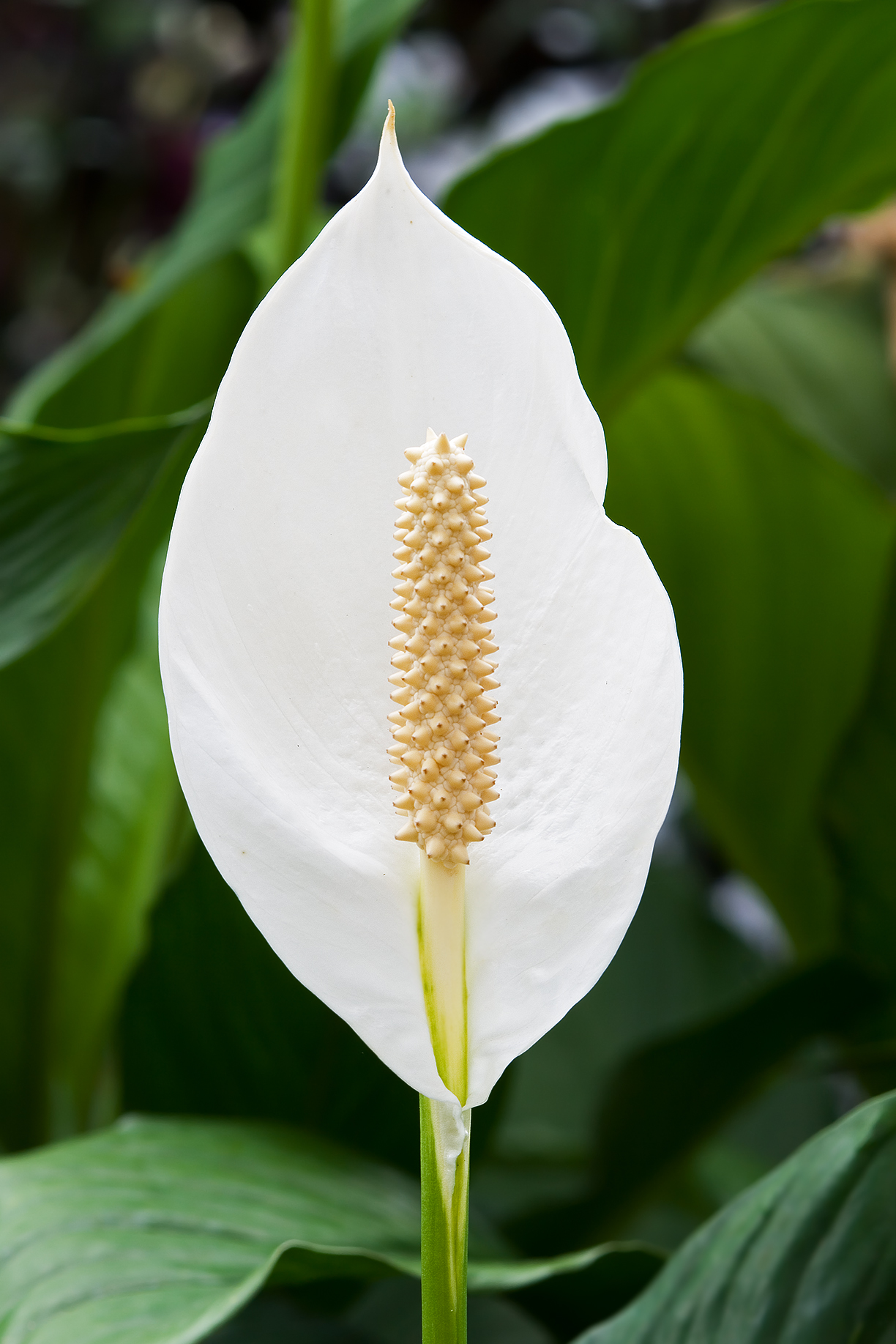 Spathiphylle / Fleur de lune (Spathiphyllum) — photo botanique