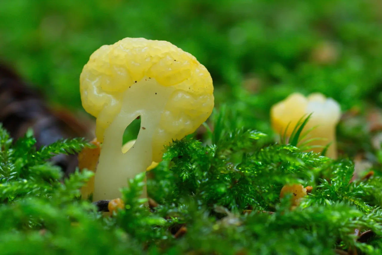 Spathularia neesii (Spathularia neesii) — photo mycologique