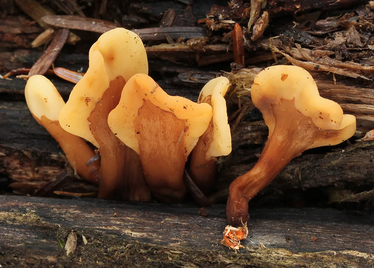 Spathulariopsis velutipes (Spathulariopsis velutipes) — photo mycologique