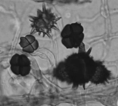 Spegazzinia neosundara (Spegazzinia neosundara) — photo mycologique