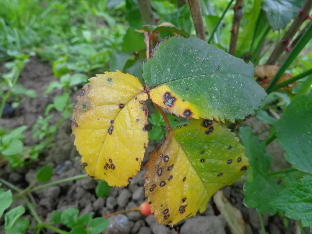 Sphaceloma heliotropii (Sphaceloma heliotropii) — photo mycologique