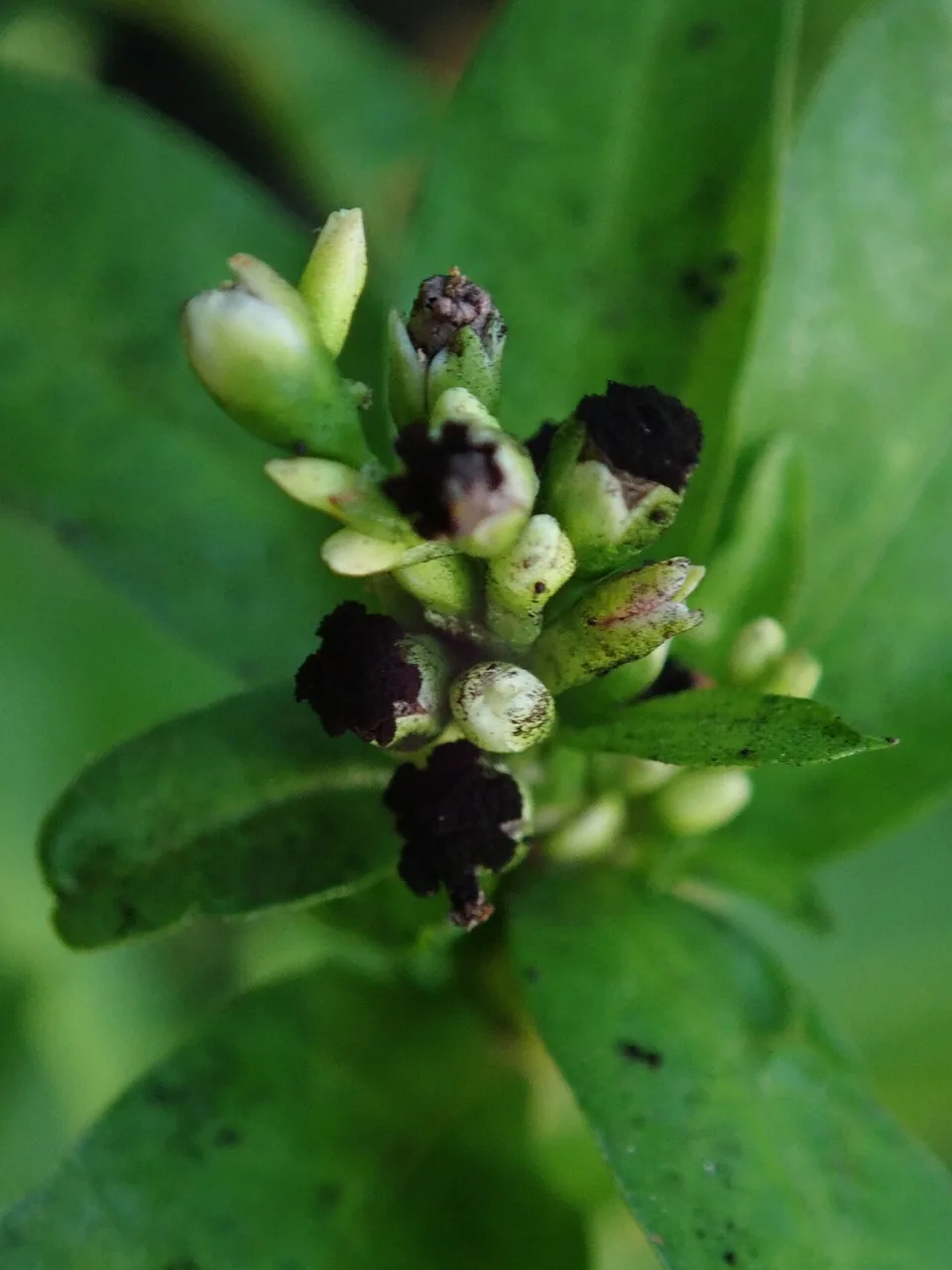 Sphacelotheca hydropiperis (Sphacelotheca hydropiperis) — photo mycologique