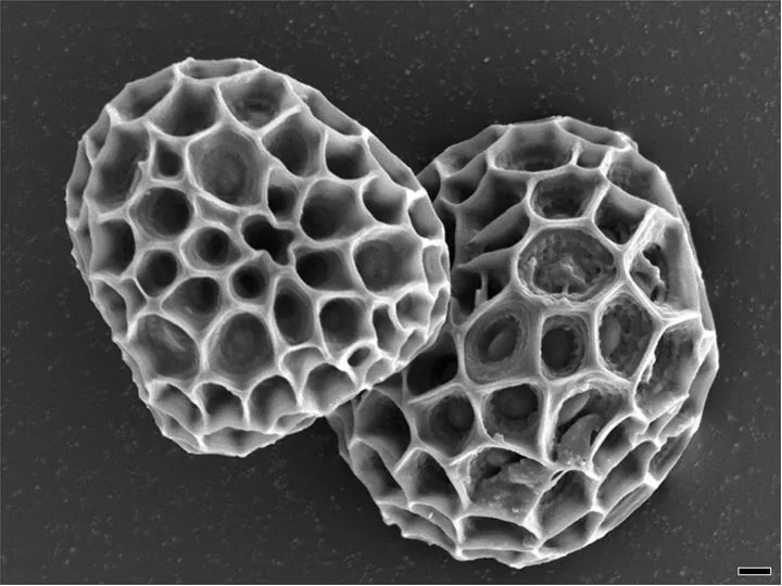 Sphacelotheca koordersiana (Sphacelotheca koordersiana) — photo mycologique