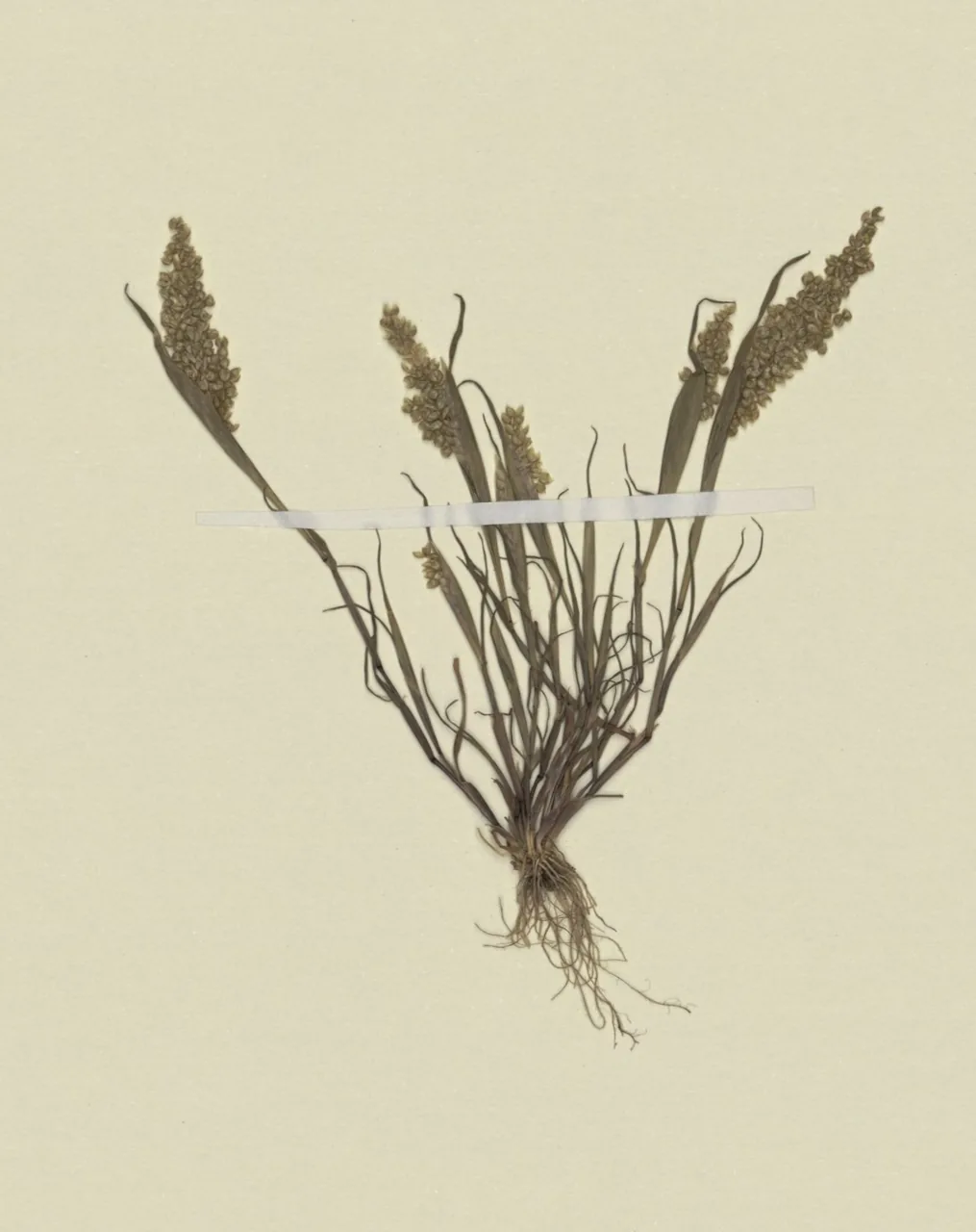 Sphaerella hieracii (Sphaerella hieracii) — photo mycologique