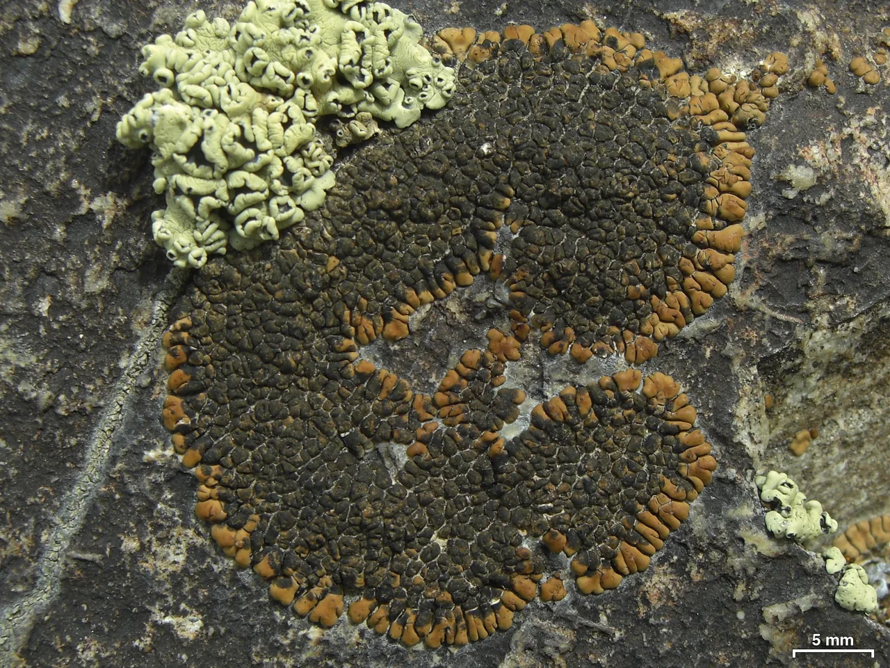 Sphaerellothecium stereocaulorum (Sphaerellothecium stereocaulorum) — photo mycologique