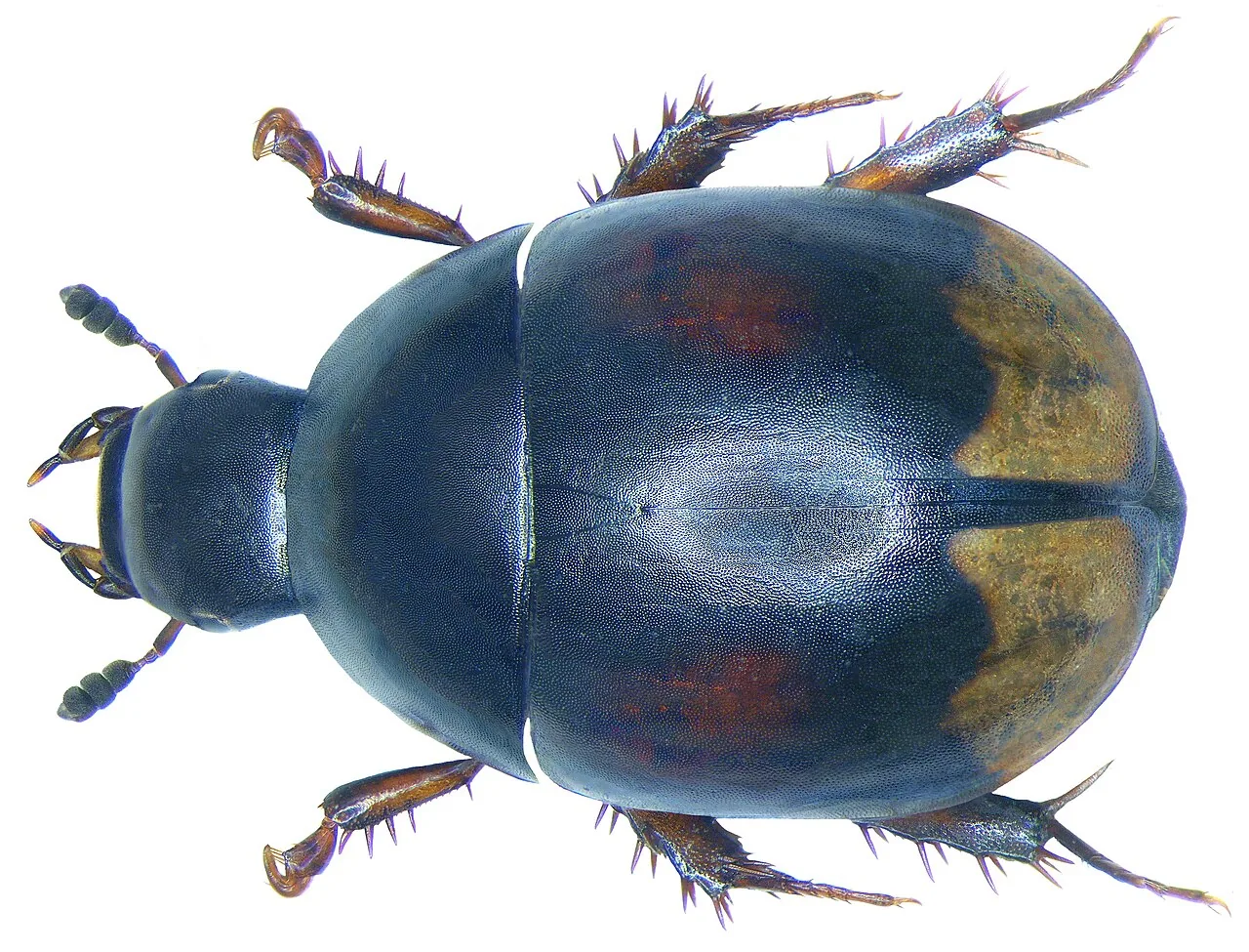 Sphaeridium candidulum (Sphaeridium candidulum) — photo mycologique