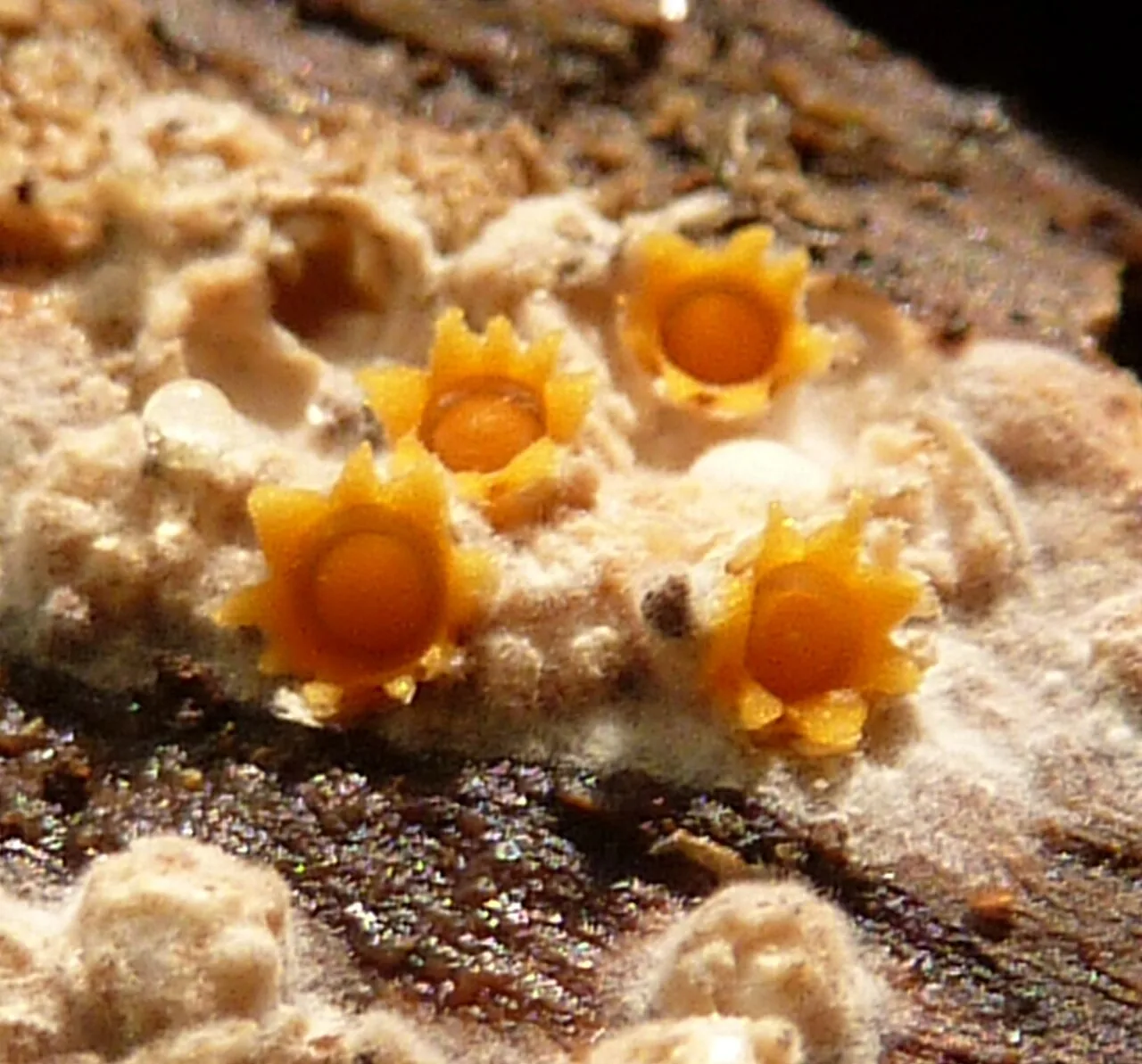 Sphaerobolus stellatus (Sphaerobolus stellatus) — photo mycologique