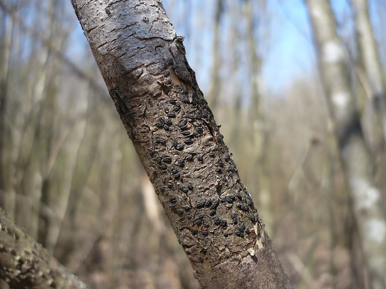 Sphaeronaema aemulans (Sphaeronaema aemulans) — photo mycologique