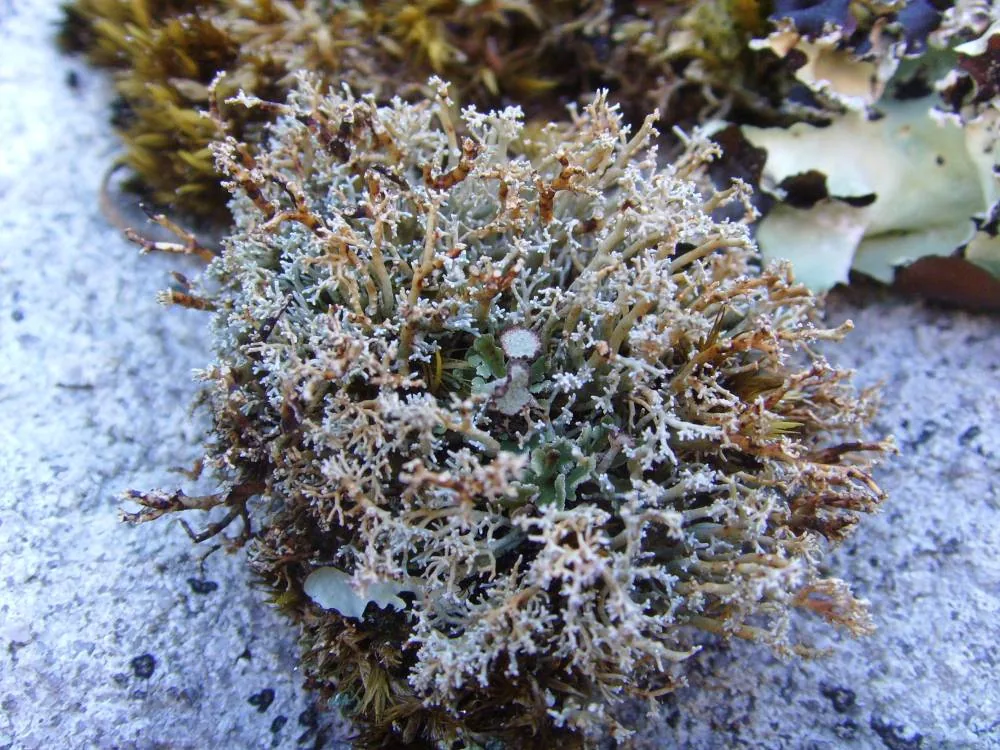 Sphaerophorus turfaceus (Sphaerophorus turfaceus) — photo mycologique