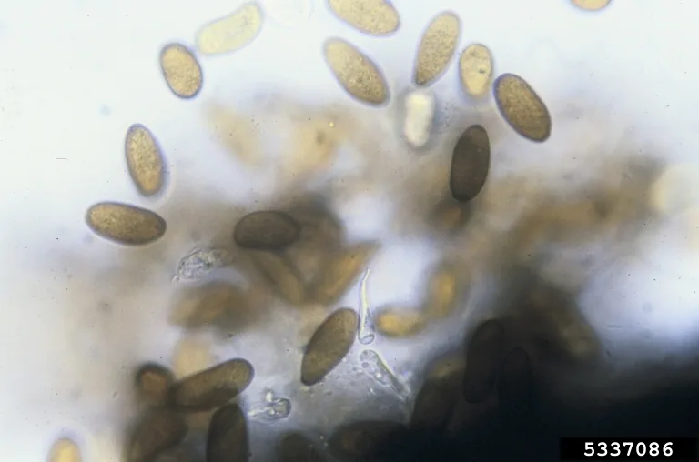 Sphaeropsis latispora (Sphaeropsis latispora) — photo mycologique