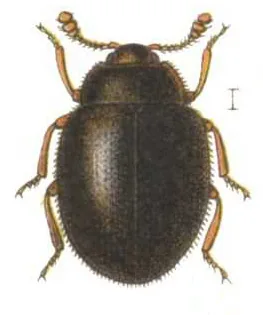 Sphaerosoma hesperium (Sphaerosoma hesperium) — photo mycologique