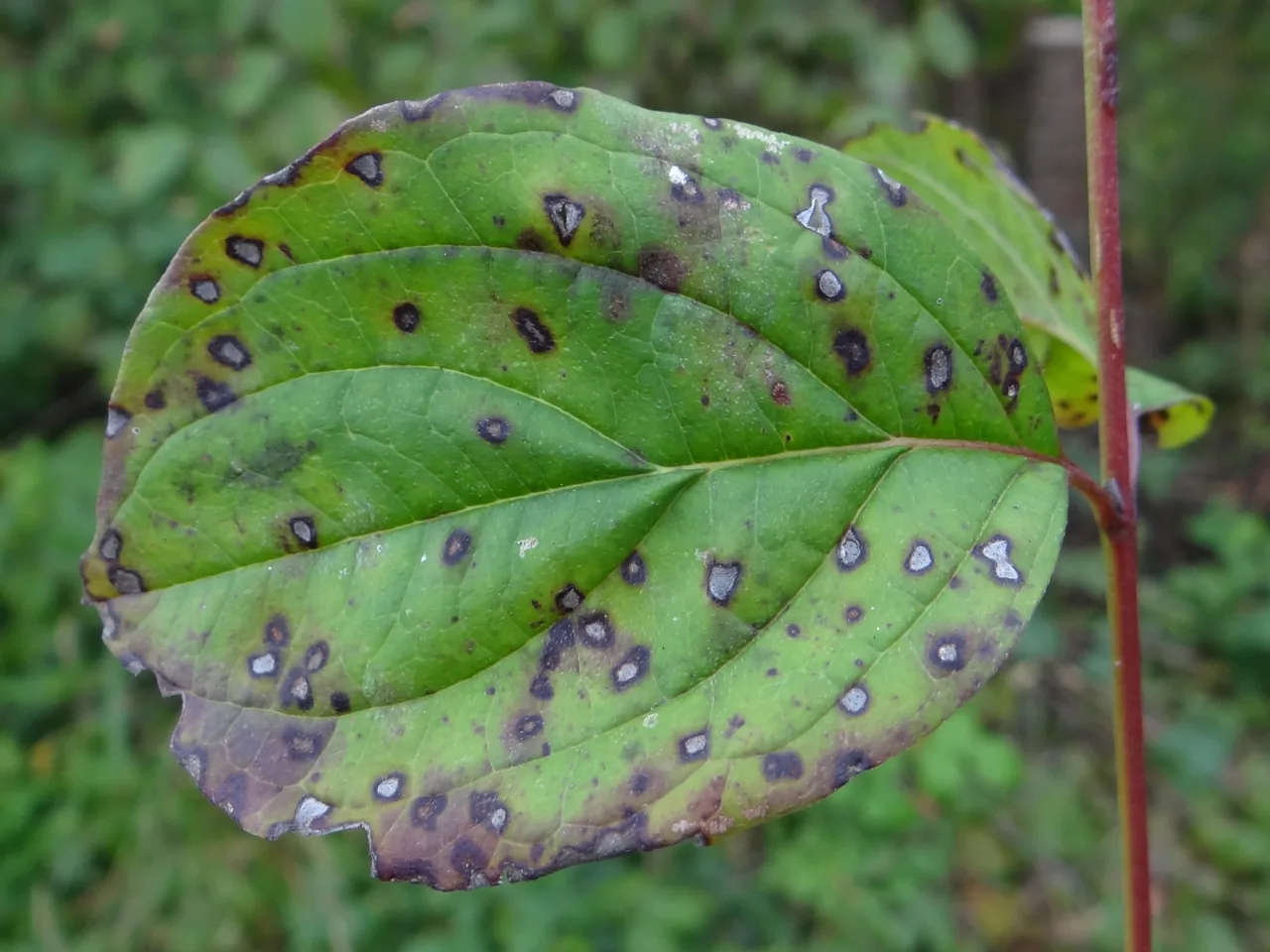 Sphaerulina betulae (Sphaerulina betulae) — photo mycologique
