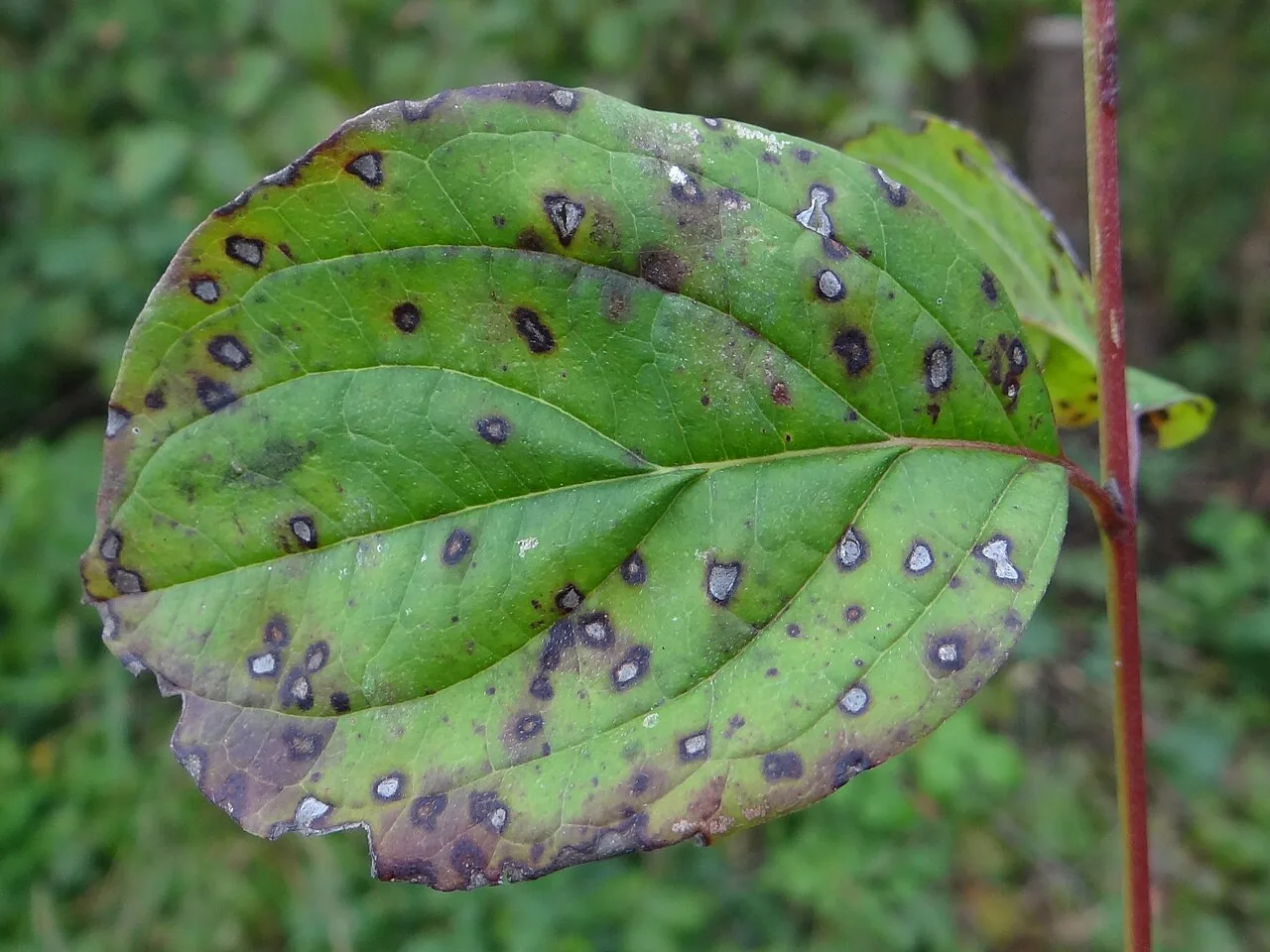 Sphaerulina pedicellata (Sphaerulina pedicellata) — photo mycologique