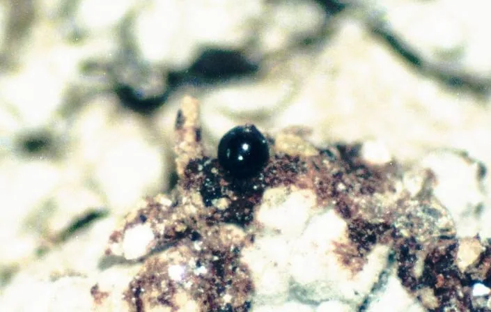 Sphinctrina leucopoda (Sphinctrina leucopoda) — photo mycologique