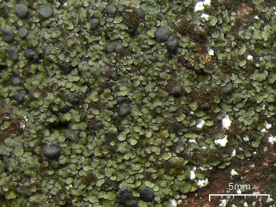 Spilonema americanum (Spilonema americanum) — photo mycologique