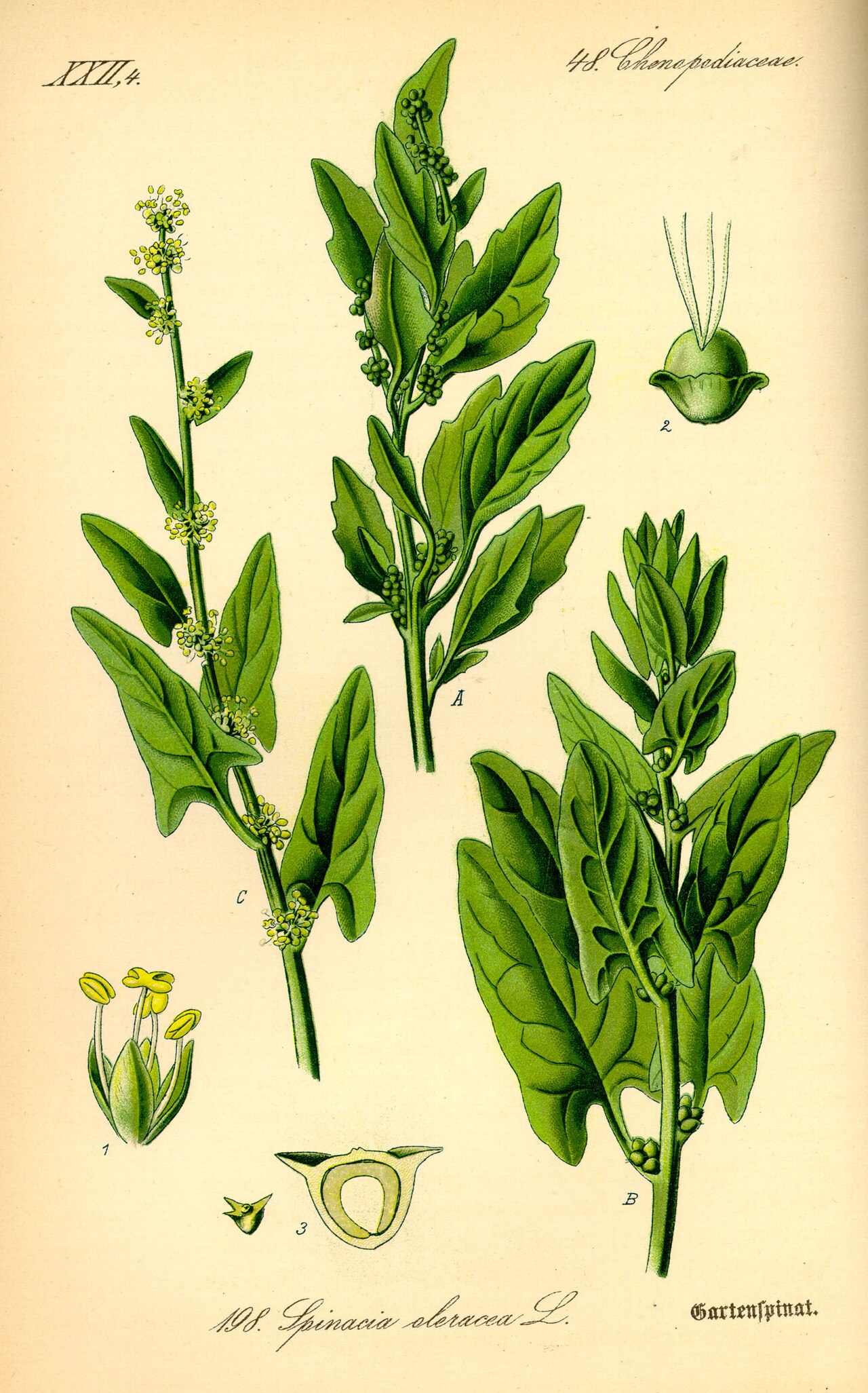 Épinard (Spinacia) — photo botanique