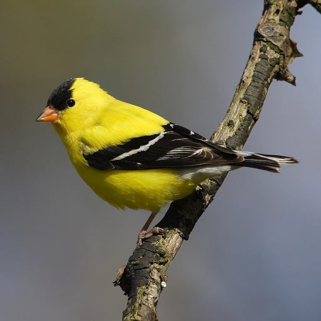 Chardonneret jaune (Spinus tristis) — photo vertébré