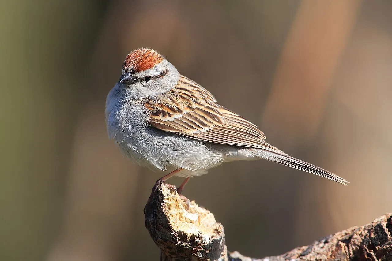Pinson familier (Spizella passerina) — photo vertébré