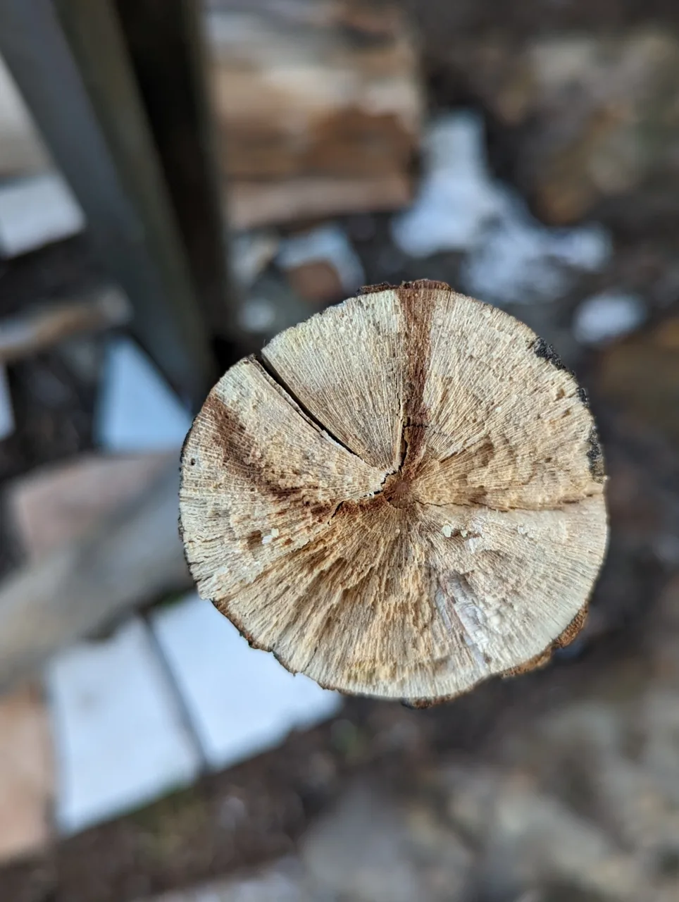Splanchnonema monospermum (Splanchnonema monospermum) — photo mycologique