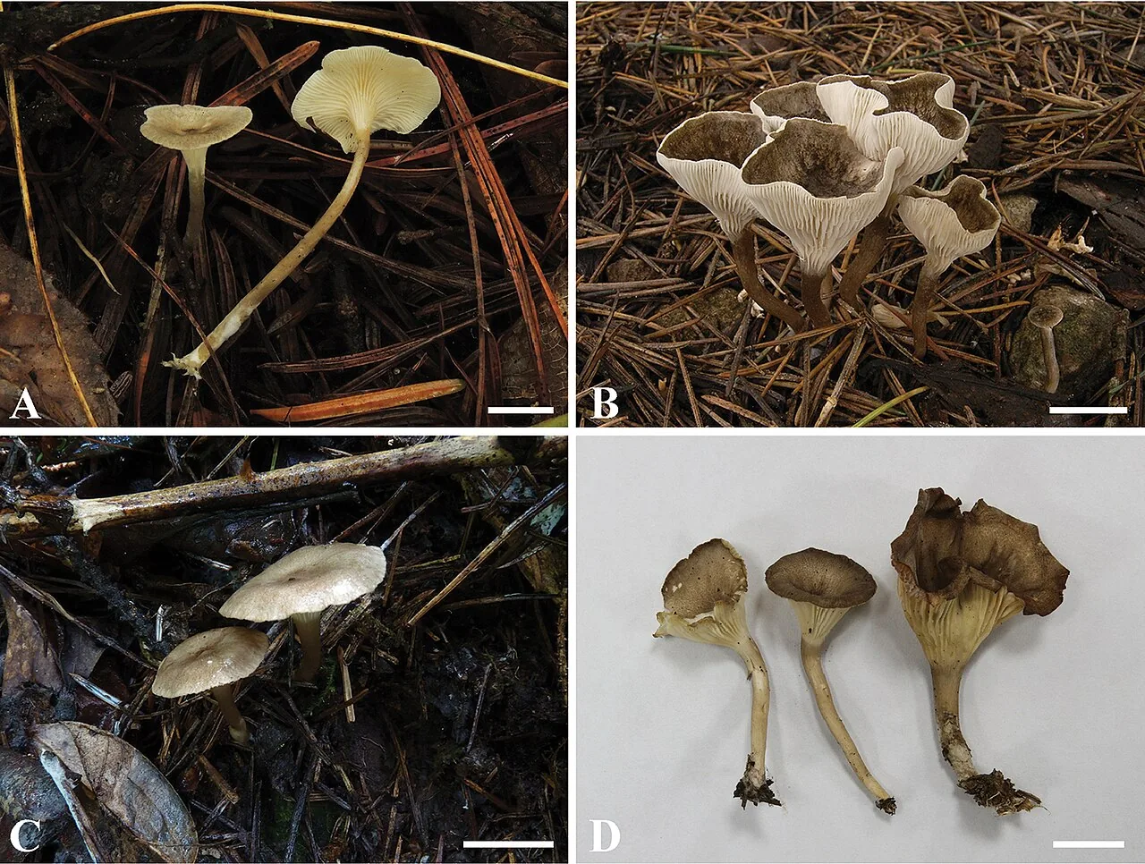 Spodocybe collina (Spodocybe collina) — photo mycologique