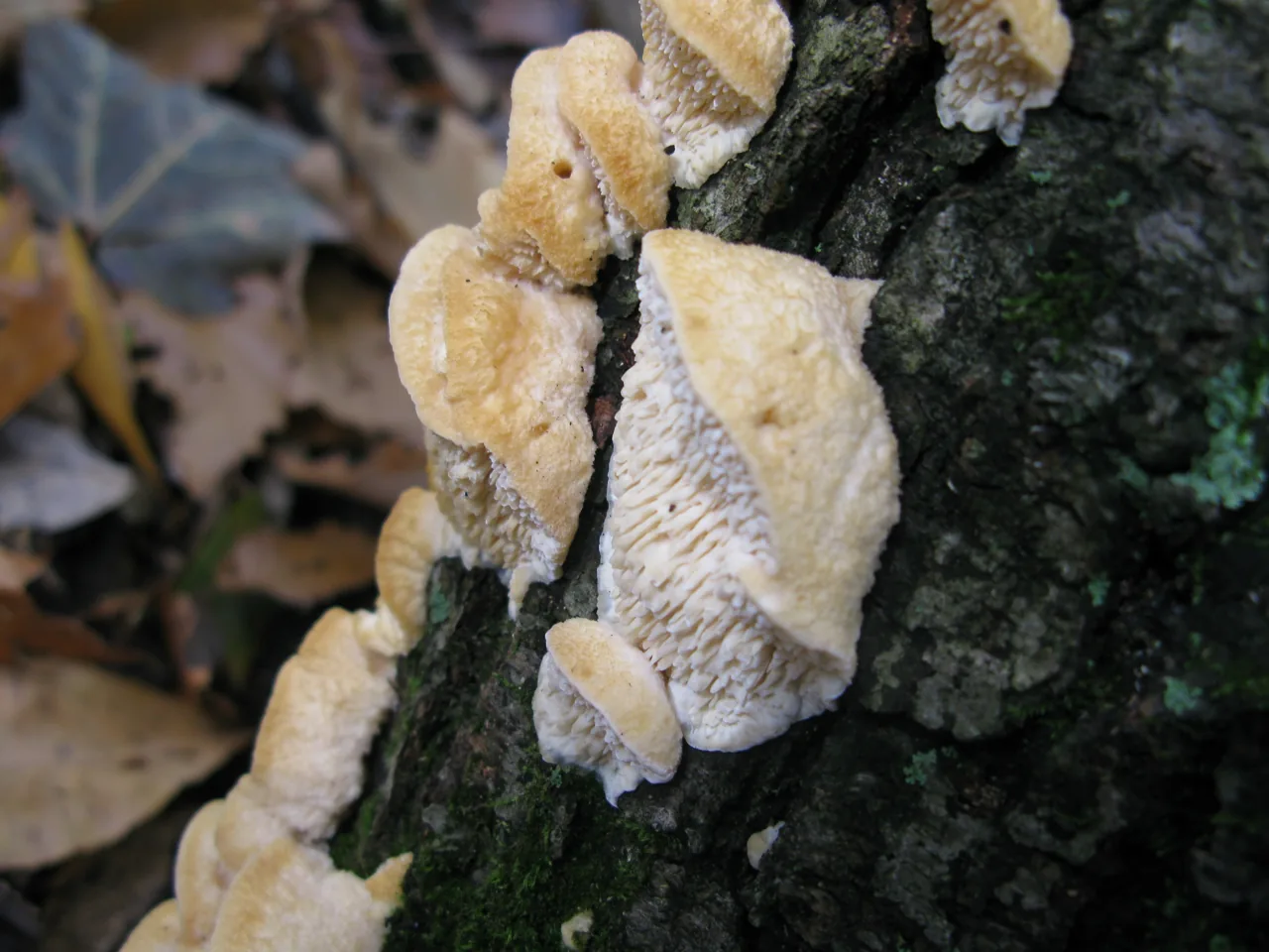 Spongipellis malicola (Spongipellis malicola) — photo mycologique