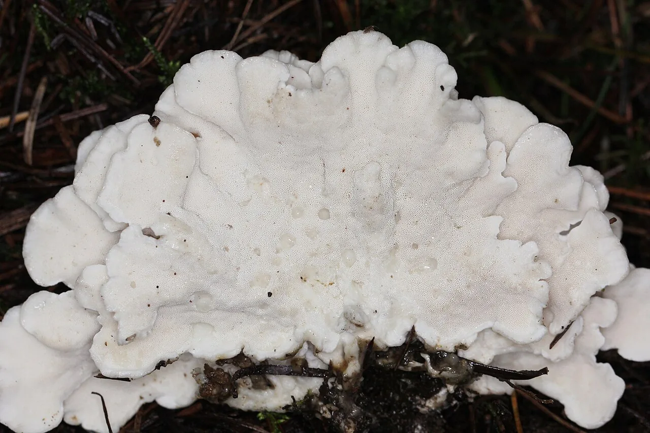 Spongiporus floriformis (Spongiporus floriformis) — photo mycologique