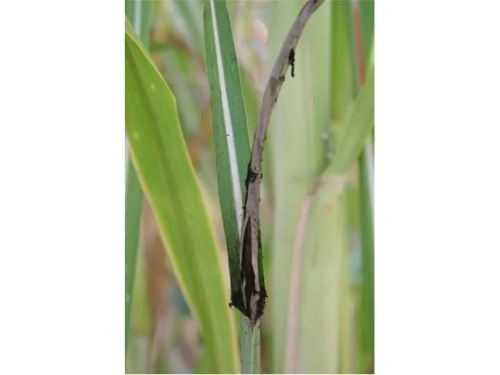 Sporisorium barberi (Sporisorium barberi) — photo mycologique