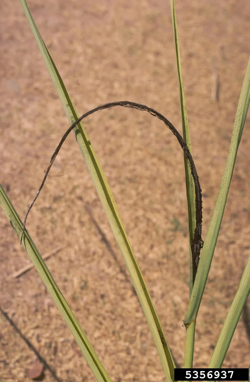Sporisorium ryleyi (Sporisorium ryleyi) — photo mycologique