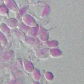 Sporobolomyces pararoseus (Sporobolomyces pararoseus) — photo mycologique