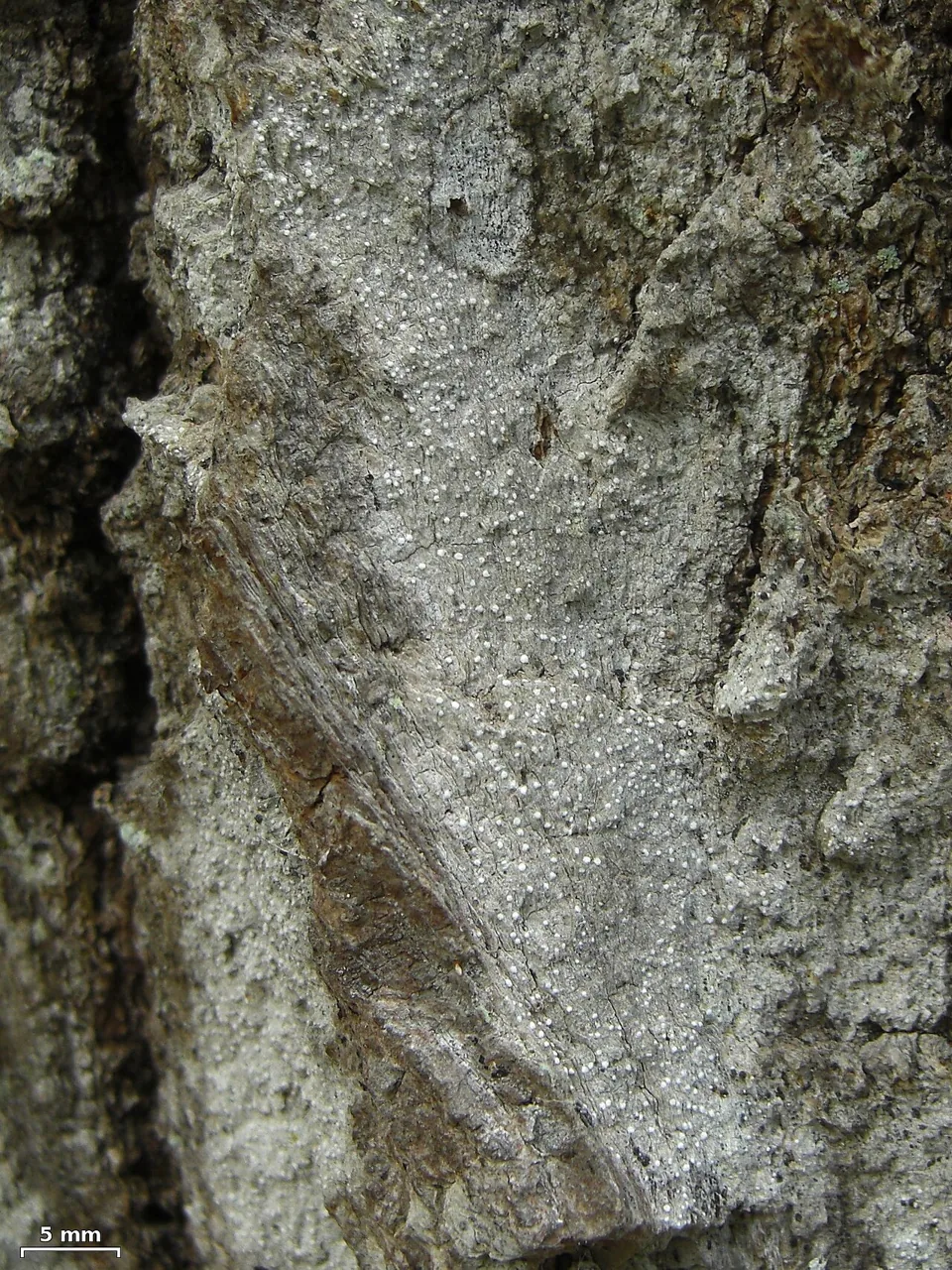 Sporodophoron primorskiense (Sporodophoron primorskiense) — photo mycologique