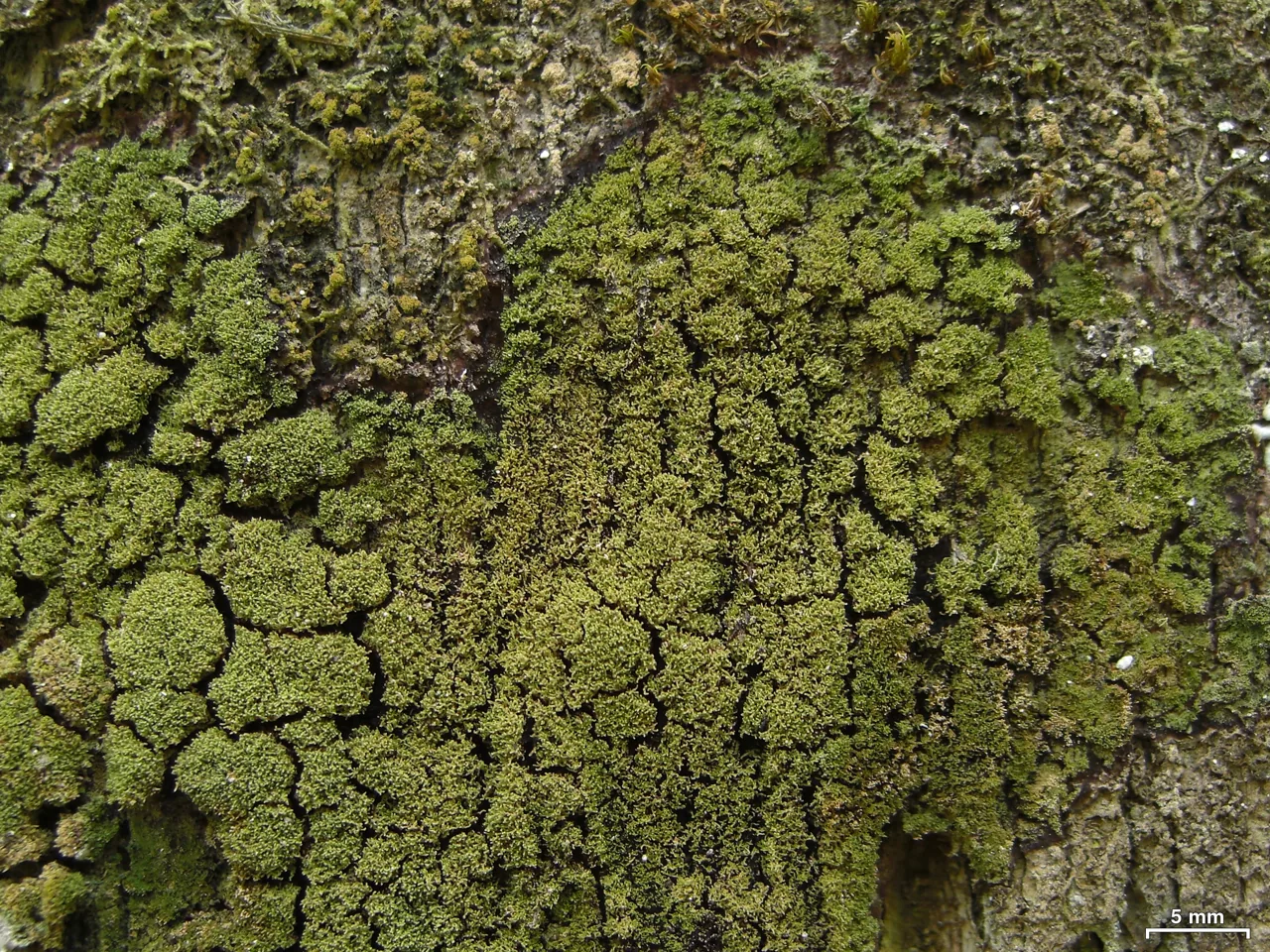 Squamacidia janeirensis (Squamacidia janeirensis) — photo mycologique