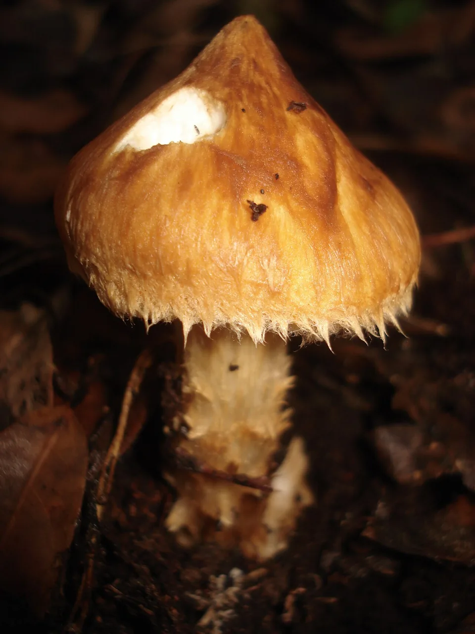 Squamanita citricolor (Squamanita citricolor) — photo mycologique