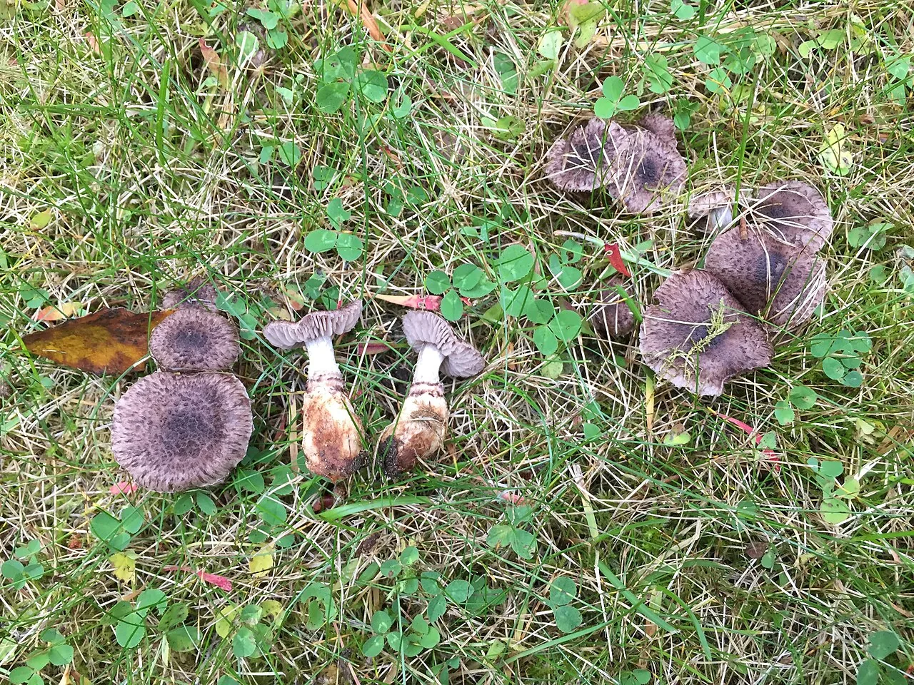 Squamanita odorata (Squamanita odorata) — photo mycologique