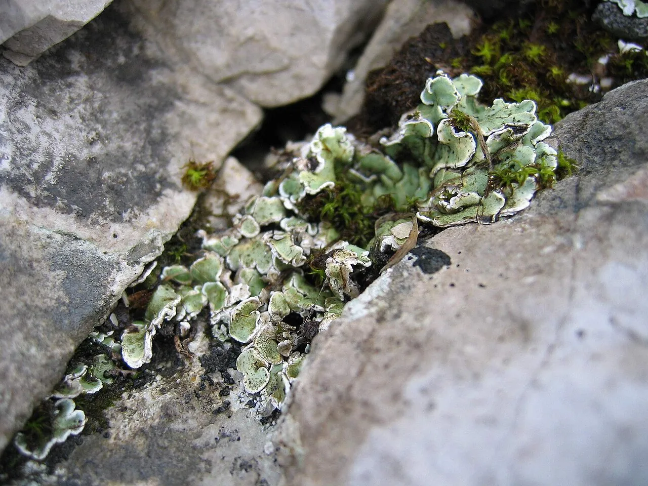 Squamarina lamarckii (Squamarina lamarckii) — photo mycologique