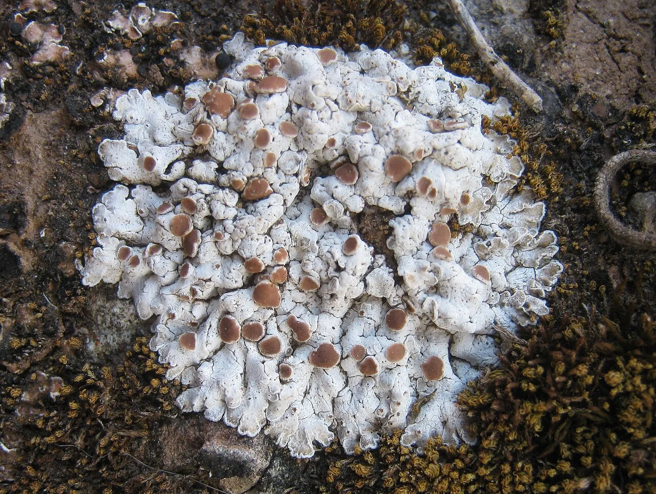 Squamarina lentigera (Squamarina lentigera) — photo mycologique