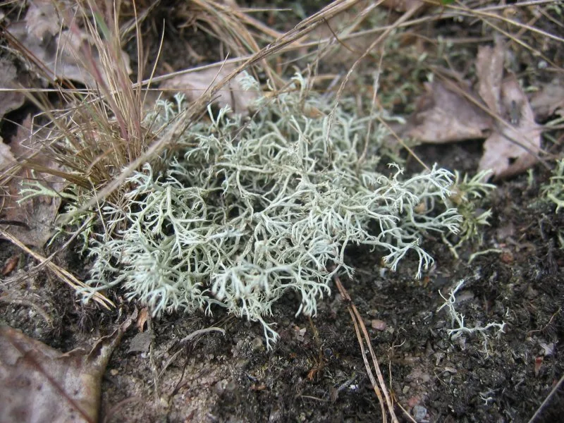 Squamella spumosa (Squamella spumosa) — photo mycologique