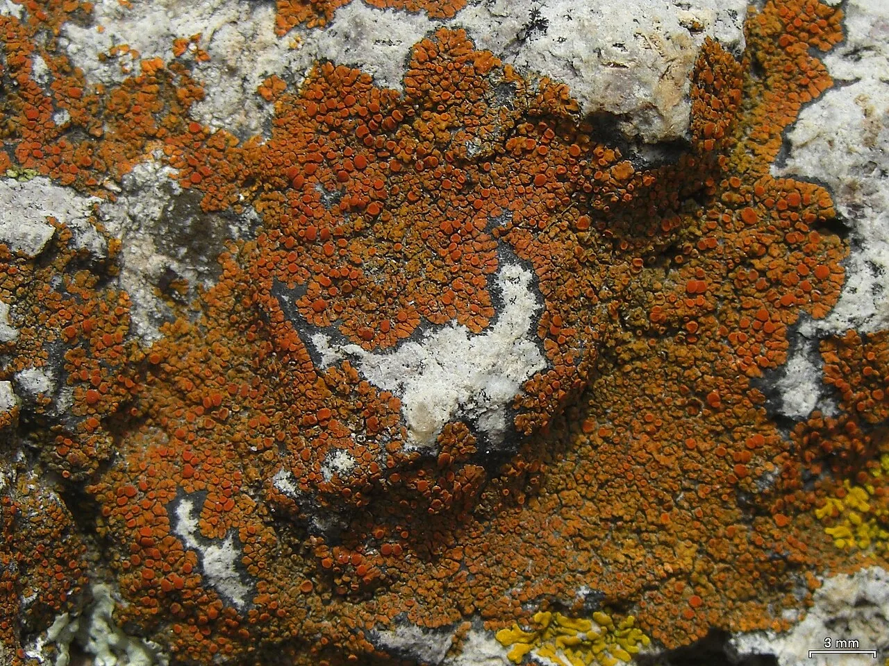 Squamulea squamosa (Squamulea squamosa) — photo mycologique