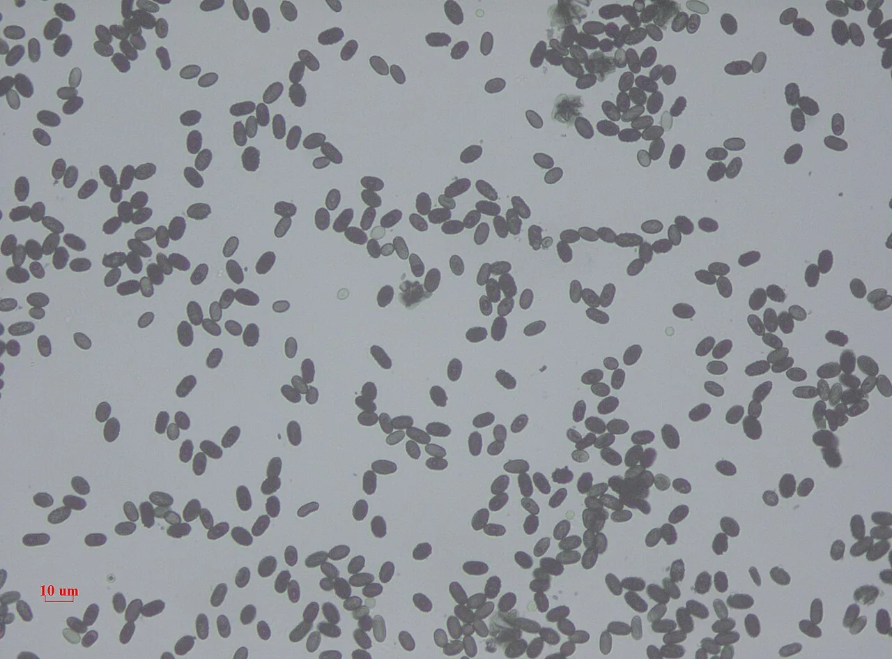 Stachybotrys globosus (Stachybotrys globosus) — photo mycologique